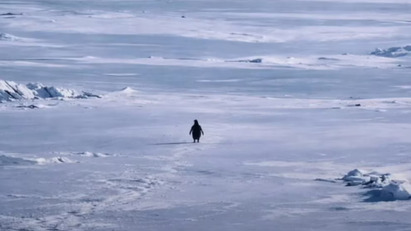 La historia del pingüino que se volvió viral casi 20 años después