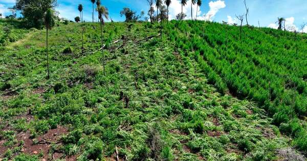 Diario HOY | Incursiones en Amambay y Caazapá logran erradicar más de 300.000 kilos de marihuana