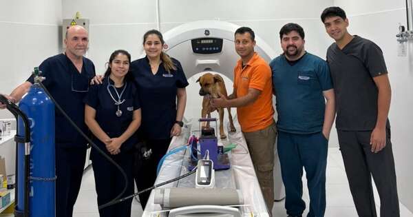 Diario HOY | Canela recibirá una prótesis mandibular y será la primera en Paraguay