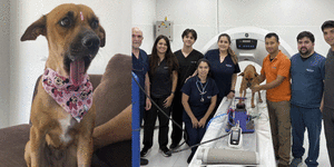 CANELA RECIBIRÁ UNA PRÓTESIS MANDIBULAR Y SERÁ LA PRIMERA EN PARAGUAY