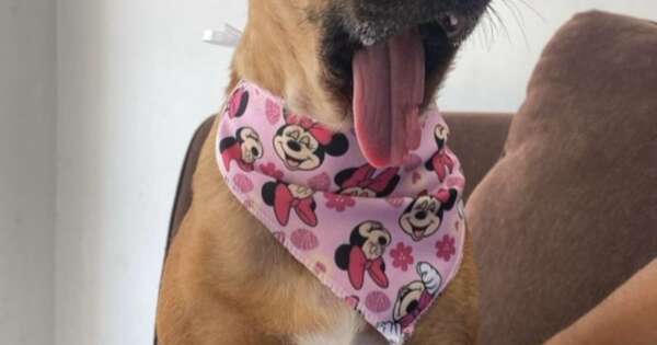 La Nación / Canela tendrá la primera prótesis mandibular canina en Paraguay