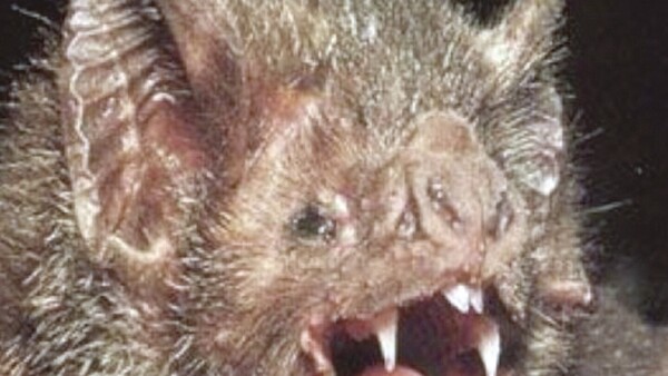 Mbopi mordió a abuela y su nieta de 9 añitos