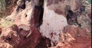 La Nación / La Fiscalía investiga un misterioso túnel hallado en una estancia de San Pedro