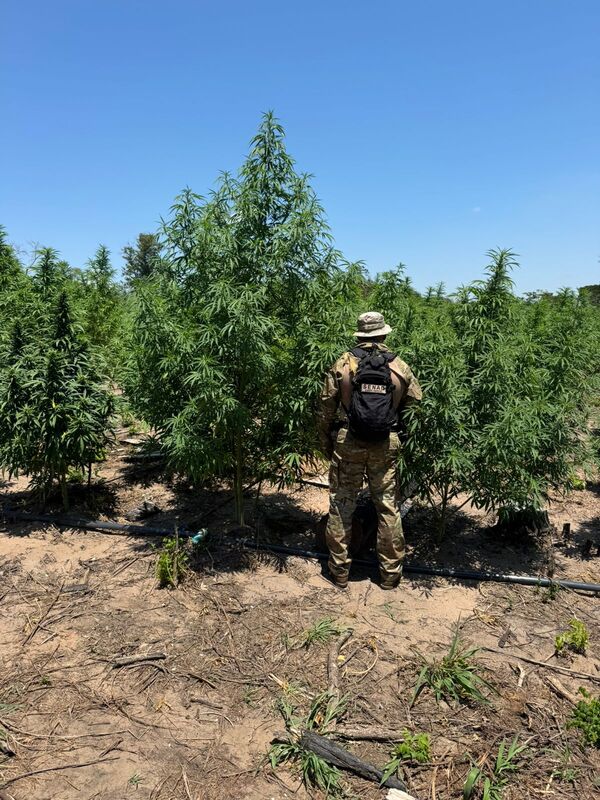 Senad desmantela centro de producción de marihuana con sistema de regadío