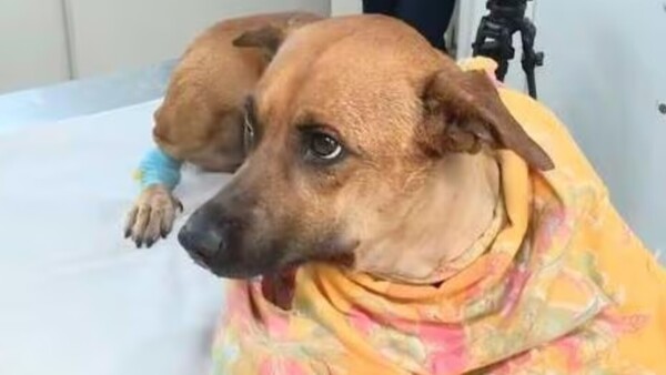 Canela inicia recuperación tras sufrir desprendimiento de mandíbula