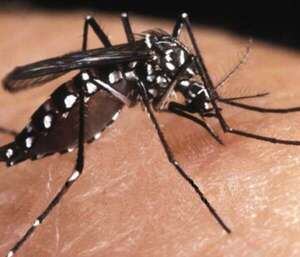 Día Mundial de las Enfermedades Tropicales Desatendidas: ¿cuáles persisten en Paraguay? - Nacionales - ABC Color