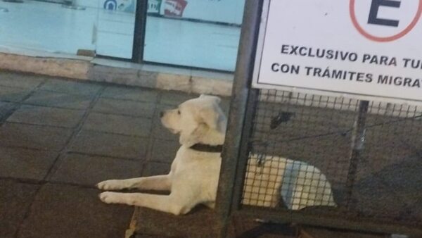 Perrita siguió a su dueña venezolana detenida y fue llevada a Migraciones