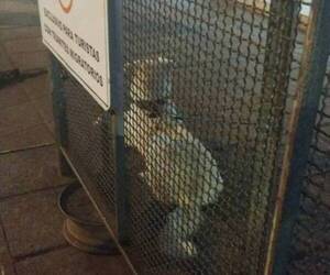 Venezolana fue expulsada del país, su amigo fiel la acompañó