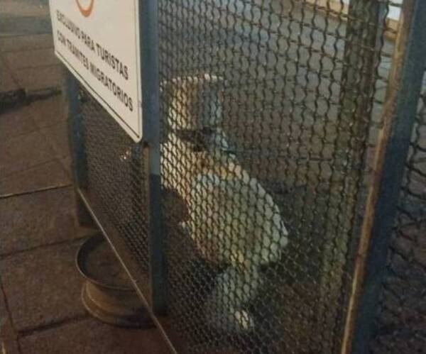 Venezolana fue expulsada del país, su amigo fiel la acompañó