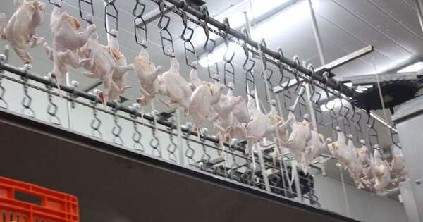 Diario HOY | Histórica oportunidad: más pollos, inversión y puestos laborales