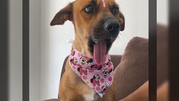 Canela por fin tendrá una prótesis mandibular