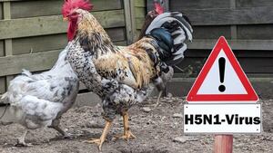 Científicos desarrollan una vacuna intranasal eficaz contra la gripe aviar H5N1 - Ciencia - ABC Color
