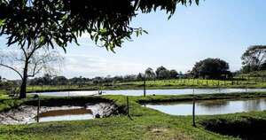 La Nación / La piscicultura dinamiza la economía local en Coronel Bogado mediante el MAG