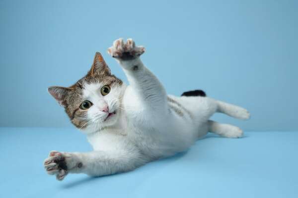 Clavículas “flotantes”: por qué tu gato puede pasar por cualquier lugar donde quepa su cabeza - Mascotas - ABC Color