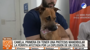 Canela: La primera perrita en Paraguay que recibirá una prótesis mandibular