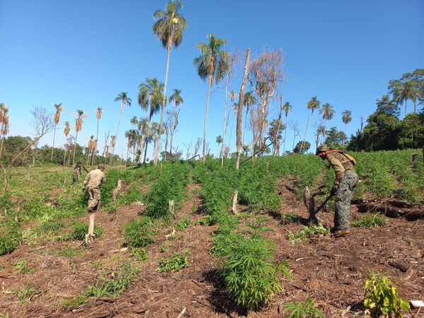 Erradican marihuana en nueva jornada antidrogas en Caazapá - Concepción al Día