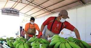 La Nación / Productores bananeros reciben fertilizantes para mejorar el rendimiento en Cordillera