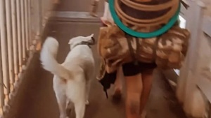 Polar, el primer perro “deportado” del país junto a su dueña - Concepción al Día