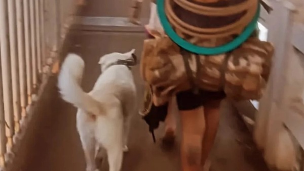 Polar, el primer perro “deportado” del país junto a su dueña - Concepción al Día