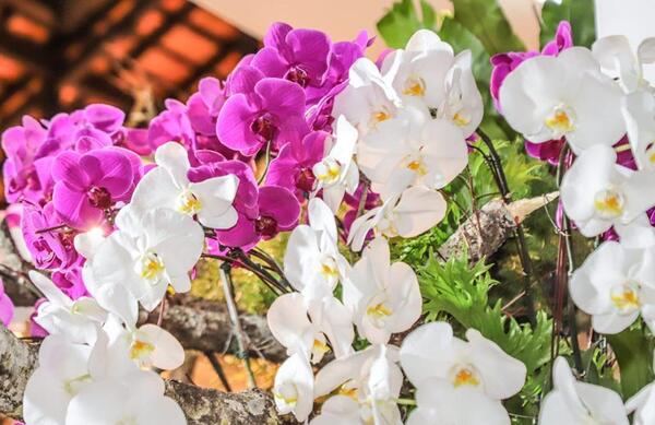 Paraguay impulsa la producción local de orquídeas con apoyo de Taiwán