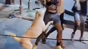 Deportan a perro y su dueña de Paraguay