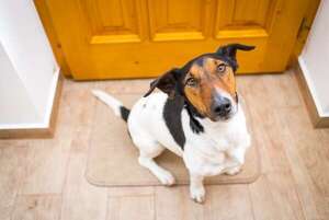 ¿Por qué tu perro ignora tus reglas cuando hay visitas? El fenómeno de la desobediencia social - Mascotas - ABC Color