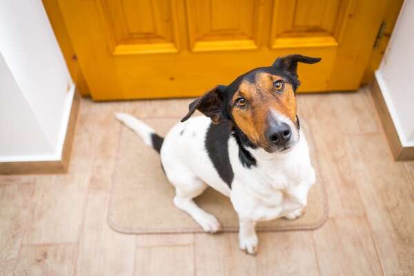 ¿Por qué tu perro ignora tus reglas cuando hay visitas? El fenómeno de la desobediencia social - Mascotas - ABC Color