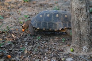 Nuestras tortugas terrestres: biodiversidad acorazada lenta pero en riesgo