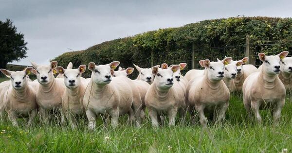 La Nación / Sector ovino se centrará en formalizar y aumentar el hato ante apertura de nuevos mercados, aseguran