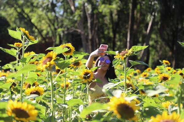 Fiebre de girasoles en Yaguarón: un imprevisto que se convirtió en éxito turístico - Viajes - ABC Color