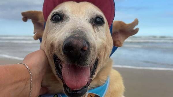 Video: A sus 22 años, un perro consigue ser adoptado tras una vida de abandono en Brasil