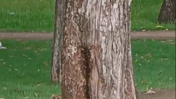 Una mujer de 70 años y su nieto fueron picados por abejas que estaban en el árbol de una plaza