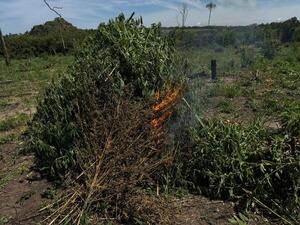 Megaoperativo arrasa con cultivos ilícitos en Itapúa y provoca pérdidas millonarias