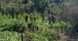 Diario HOY | Golpe al narcotráfico en Itapúa: destruyen 20 hectáreas de marihuana
