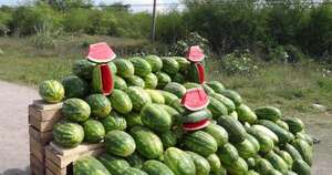 La Nación / Cultivo de sandía se consolida como rubro de renta en agricultura familiar