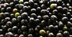 La Nación / Brasil declaró el açaí como fruto nacional para frenar su “biopiratería”