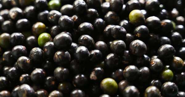 La Nación / Brasil declaró el açaí como fruto nacional para frenar su “biopiratería”