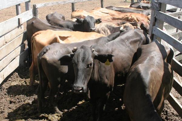 Escenario favorable para la carne, pero con exigencias crecientes para el productor