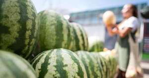 La Nación / Cultivo de sandía se consolida como rubro de renta en la agricultura familiar en 11 distritos