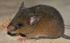 Descubren nueva especie de roedor en los Andes peruanos: Oreoryzomys hesperus - Ciencia - ABC Color