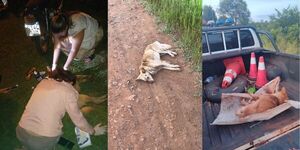 APREHENDEN A HOMBRE POR SUPUESTO MALTRATO ANIMAL EN ENCARNACIÓN