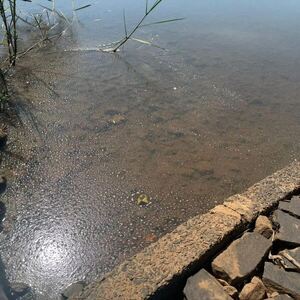 Intervienen Lago Acaray ante denuncia por contaminación, hallan peces muertos