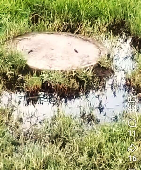 Imputaciones no frenan mortandad de animales por arroyo contaminado en Pirayú - Nacionales - ABC Color