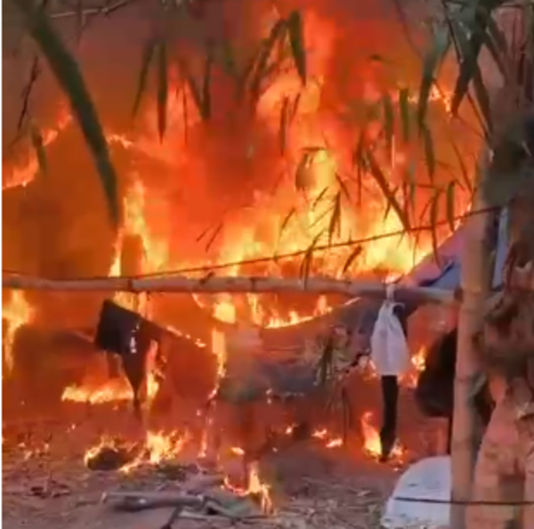 Trabajo conjunto del CODI y la SENAD acaba con 12 parcelas de marihuana