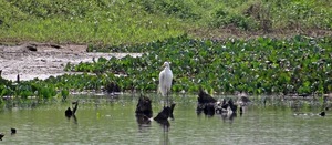 Itaipú fortalece la protección de humedales como pilar de la biodiversidad y la producción energética - La Tribuna