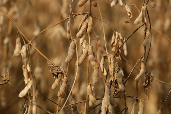 Soja con buenos rindes iniciales y cautela en la zafriña de maíz por falta de humedad