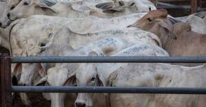 El mercado del ganado gordo mantiene la firmeza, con presión de compra y oferta especulativa