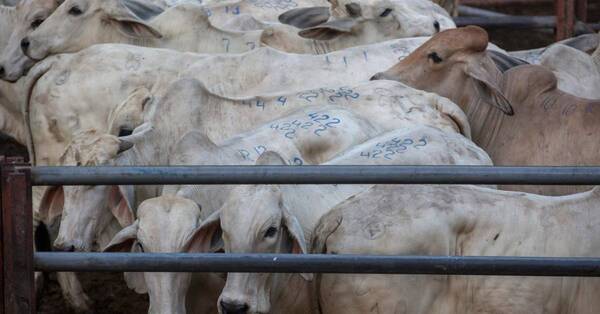 El mercado del ganado gordo mantiene la firmeza, con presión de compra y oferta especulativa