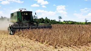 Lluvias generan éxito en la cosecha actual de la soja en Itapúa