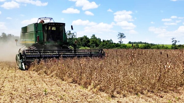 Lluvias generan éxito en la cosecha actual de la soja en Itapúa